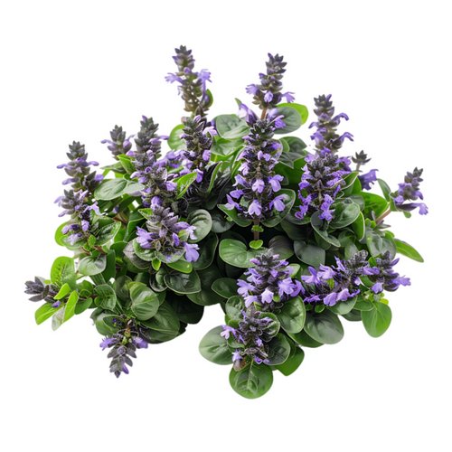 Ajuga Turkestanica Extract (20:1)